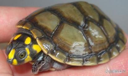 黄头侧颈龟能活多久（黄头侧颈龟养护要点寿命与法规指南）