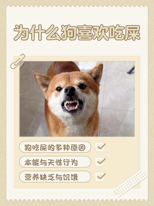 狗吃了屎嘴是不是很脏(饮食均衡驱虫正向训练与口腔护理) 狗吃了屎嘴是不是很脏(饮食均衡驱虫正向训练与口腔护理)