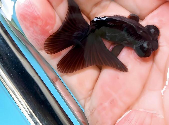 鱼长白色絮状物有救吗（原因与分步治疗要点）