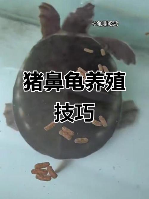 猪鼻龟为什么不能随便养（依法许可成本高救助优先）