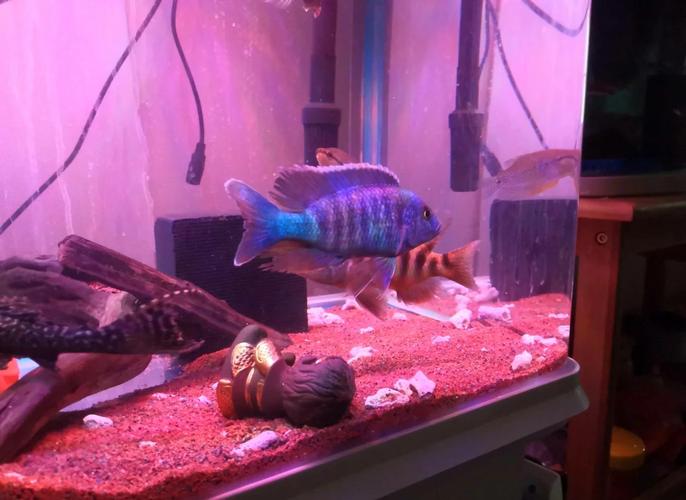 60缸最大养多大的鱼（水体容量过滤溶氧，稳水温20–30℃）