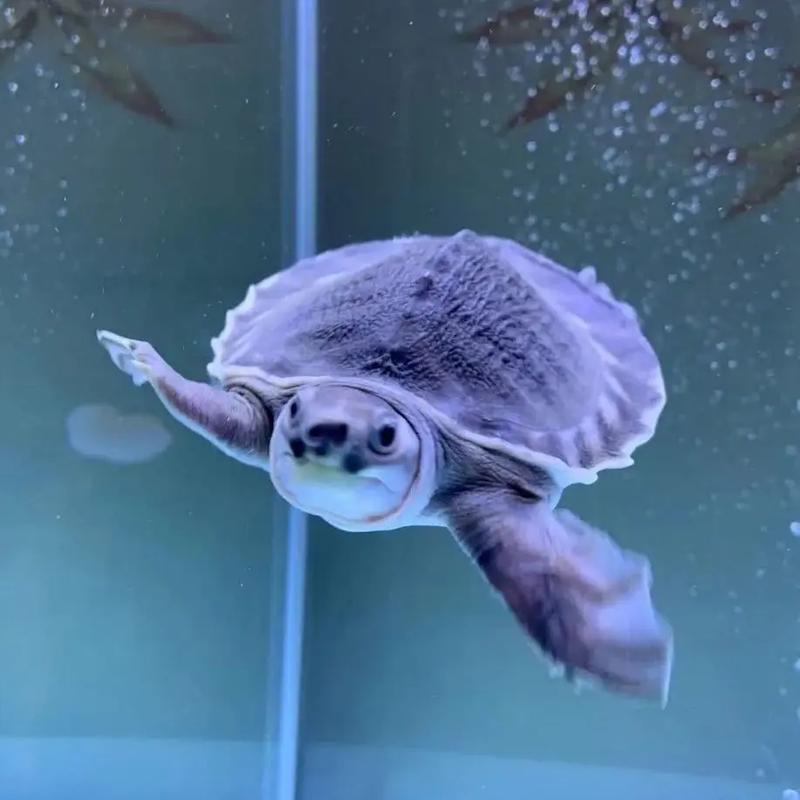 猪鼻龟为什么像海龟（猪鼻龟养护与繁殖要点水质温度盐度与喂养）