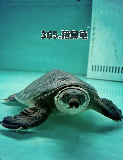 猪鼻龟混养什么（分层控喂稳滤分缸）