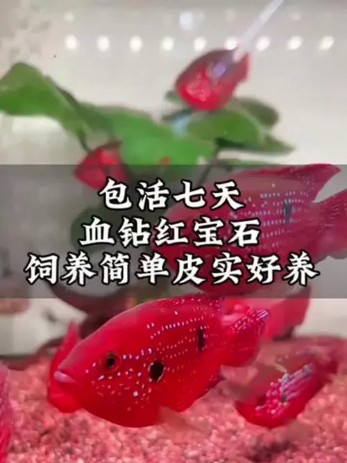 红宝石鱼混养最佳搭配（单养混养与繁殖实用指南）