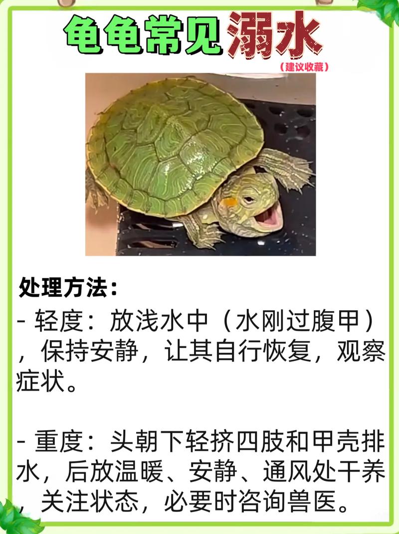 巴西龟水深十厘米会淹死吗（巴西龟水深要点浮头分层水域晒台与水温监测）