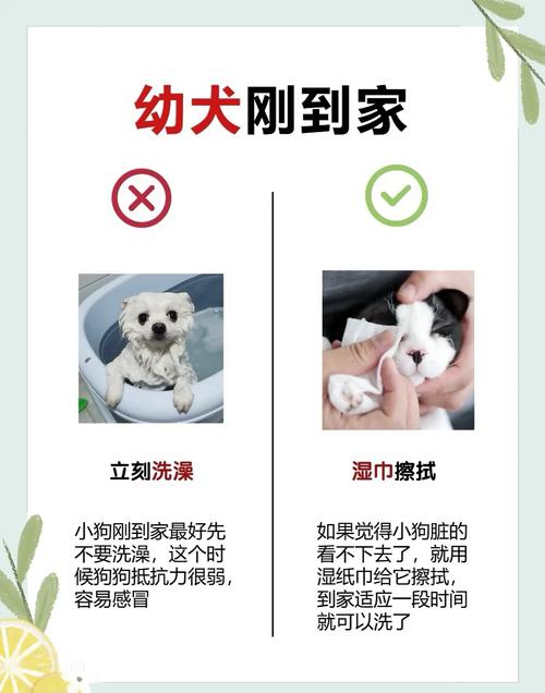 小狗洗澡的注意事项（狗狗洗澡不是清洁，是皮肤护理仪式）