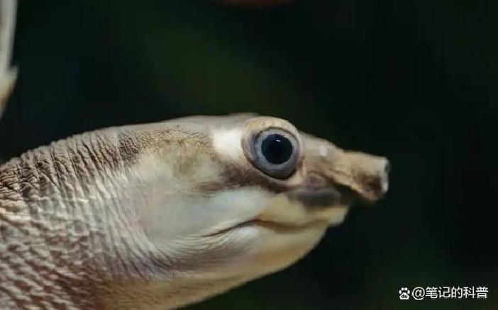 猪鼻龟可以和鱼一起养吗（大水体强过滤分区喂养）