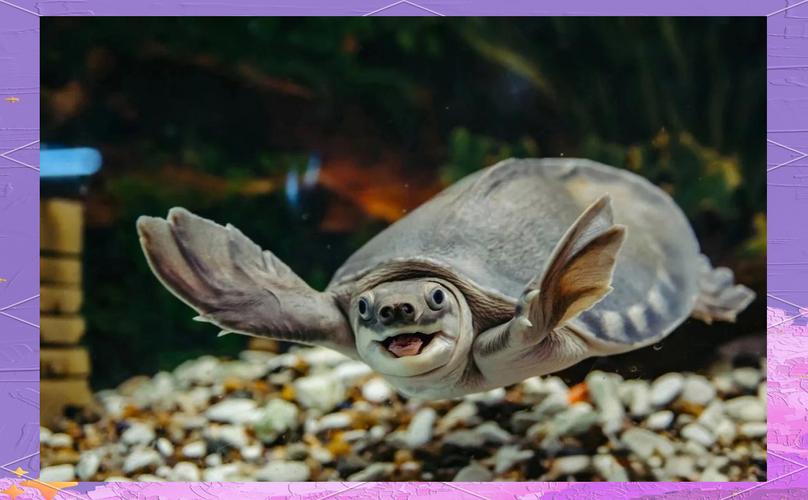 猪鼻龟可以和金龙鱼一起养吗（选强势鱼分区喂养控水质）