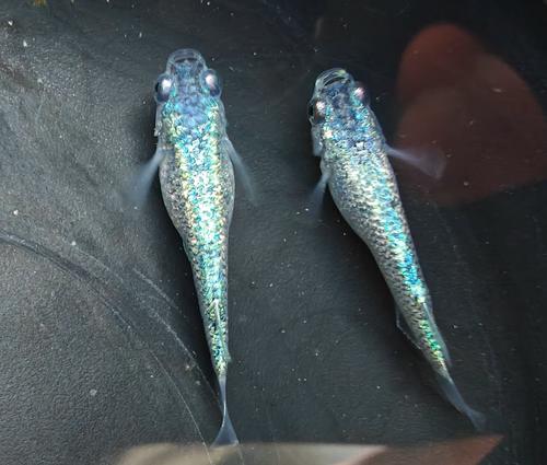 迷你鹦鹉鱼和观背青鳉混养（迷你鹦鹉鱼与观背青鳉混养要点）