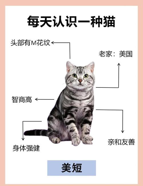 短腿猫为什么不建议养(关注健康筛查与长期护理) 短腿猫为什么不建议养(关注健康筛查与长期护理)