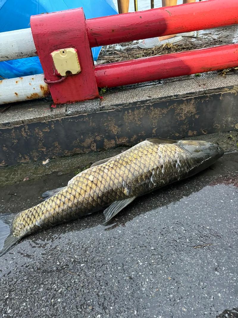 水深30米能有什么鱼(浮漂控位与下沉节奏)