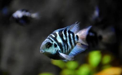 迷你鹦鹉鱼背上有红血丝（迷你鹦鹉鱼红血丝成因及水质控密度要点）