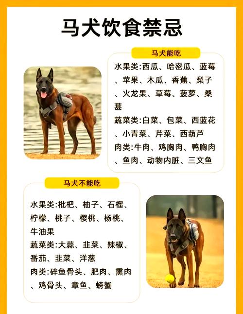 家里千万不要养马犬(马犬高能需大量运动若条件不足就考虑性格相近的犬种) 家里千万不要养马犬(马犬高能需大量运动若条件不足就考虑性格相近的犬种)