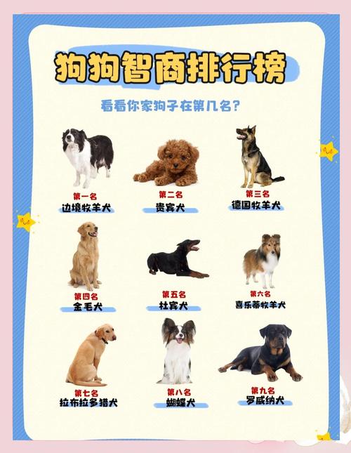 聪明的狗品种（服从性与智商综合评估）