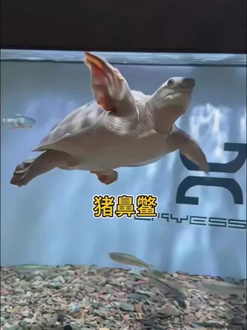 猪鼻龟可以和金龙鱼混养吗（稳水分区喂养分步评估）