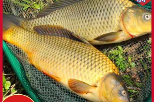 水库养鱼还能卖山泉水吗(合规取水办证与水质监测先行)