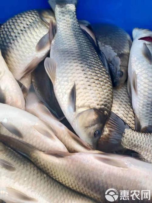 5平方米鱼池养鲫鱼和草鱼（鲫鱼草鱼锦鲤密度投喂换水增氧）