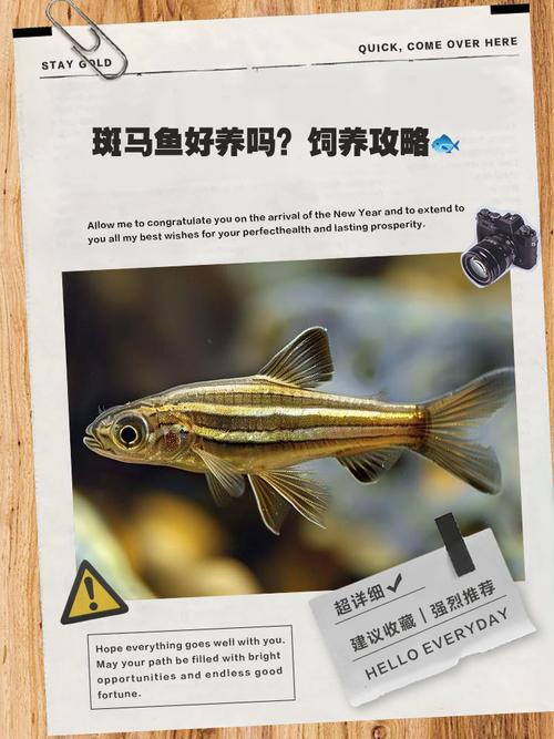 斑马鱼能跟天使鱼缸起养吗（斑马鱼和天使鱼混养要点水温水质与分缸）