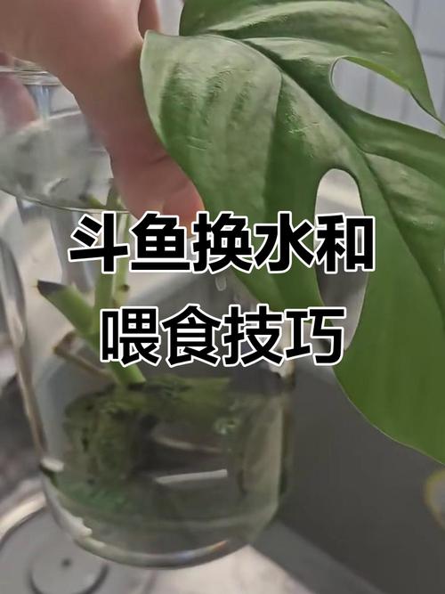 自来水喂鱼怎么处理（去除自来水氯的实用方法大全）