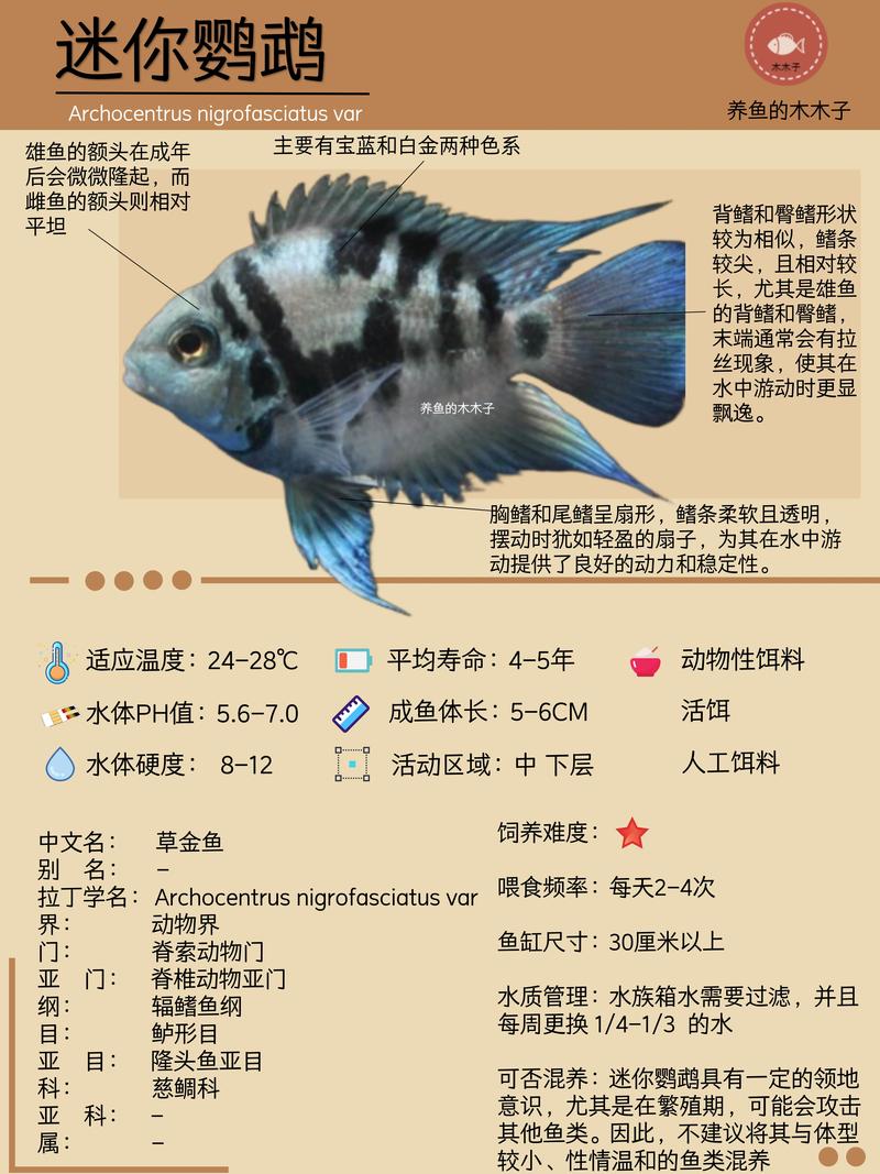 迷你鹦鹉鱼养多大才下崽（迷你鹦鹉鱼繁殖要点水温水质与产卵）