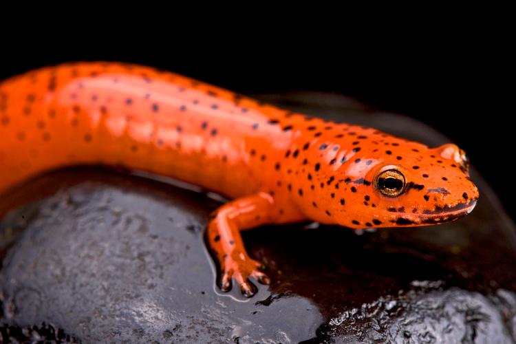 人工小火龙蝾螈有毒吗（人工小火龙蝾螈腺体分泌物含细菌毒素，接触需洗手避眼口鼻）