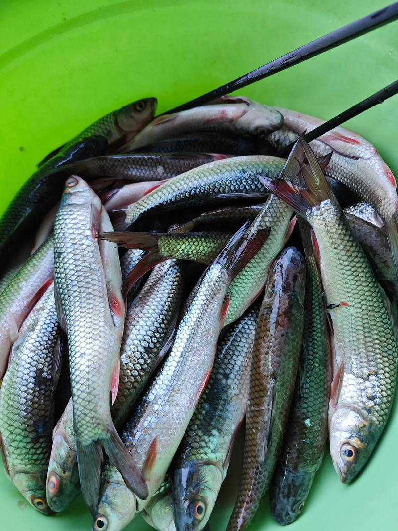 新鱼饿3天老鱼也跟着挨饿吗（新鱼入缸需安静期慢调喂养与水质监控）