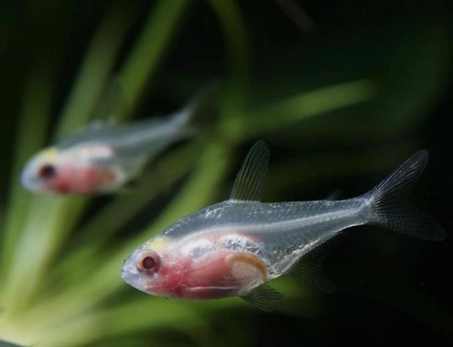红肚玻璃灯鱼能养多大（水质繁殖与混养要点）