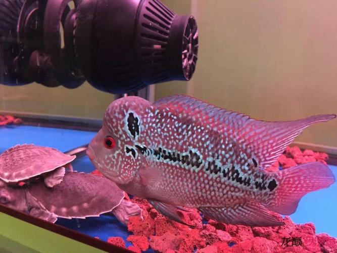 和猪鼻龟混养的鱼有（猪鼻龟混养要点分层喂养控密度与水质管理）