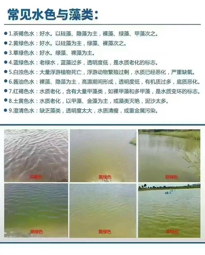 鱼塘水发绿养鱼有影响吗(露天鱼塘绿水成因与控藻要点提升过滤与遮光)