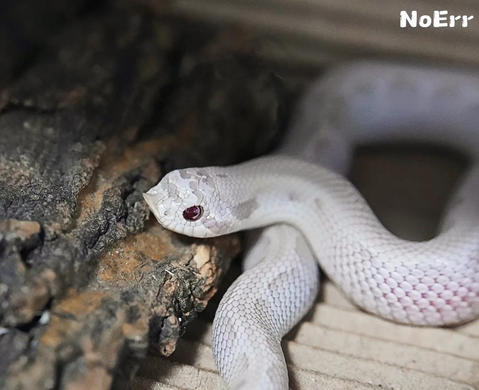 猪鼻蛇有毒牙吗（性格温顺喂养与环境管理）