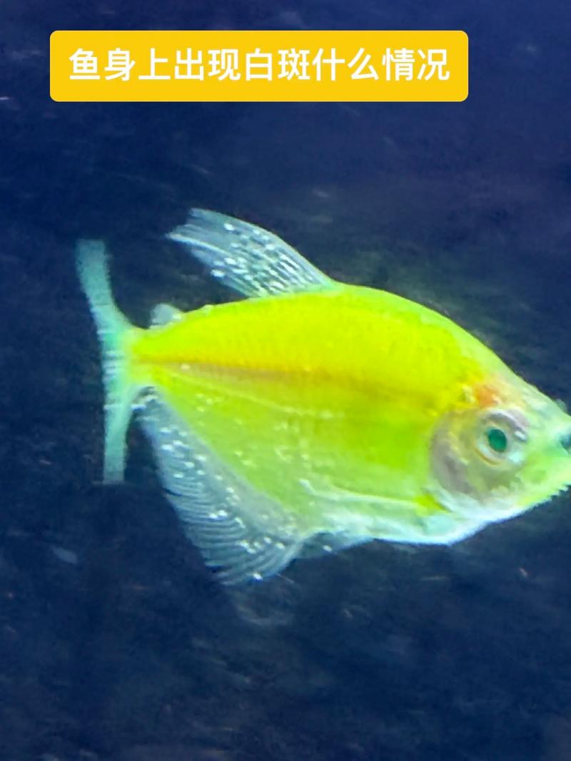 鱼身上长白斑图片(鱼缸水霉病与白点病治疗要点及预防) 鱼身上长白斑图片(鱼缸水霉病与白点病治疗要点及预防)