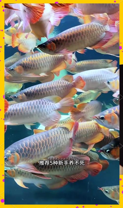 好养不容易死的鱼(从冷水鱼到热带鱼的要点)