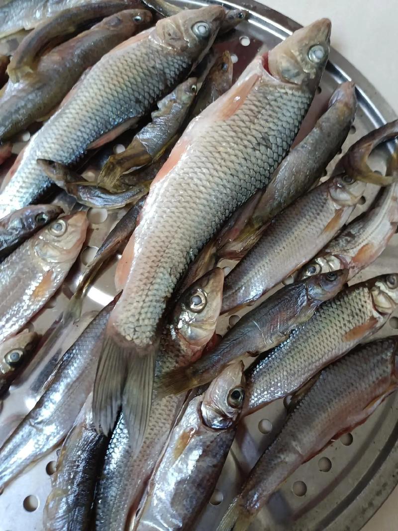 闽江樟湖坂水深20米有什么鱼（闽江深水养殖要点及常见鱼类分布）