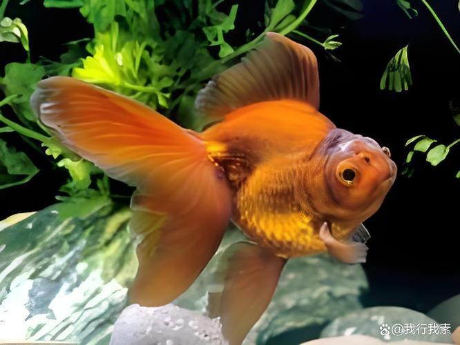 金鱼身上长白色絮状物(鱼类水霉病治疗与预防要点)