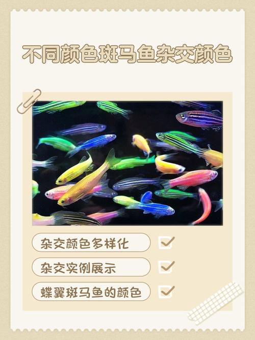 斑马鱼和红绿灯鱼的区别（水质温度与灯光）