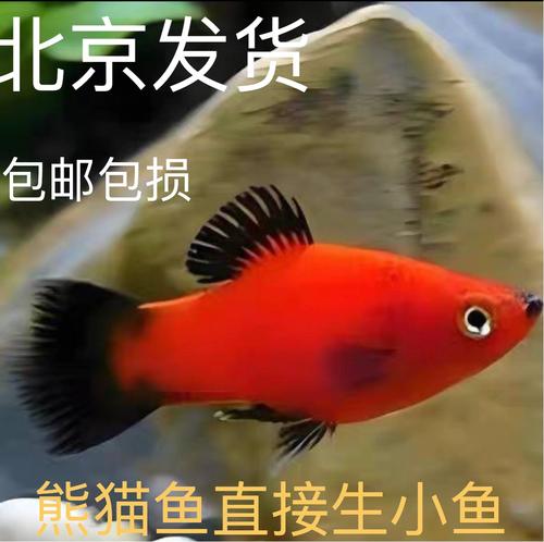 黑尾小熊猫鱼养殖方法（稳水控喂绿水养鱼）