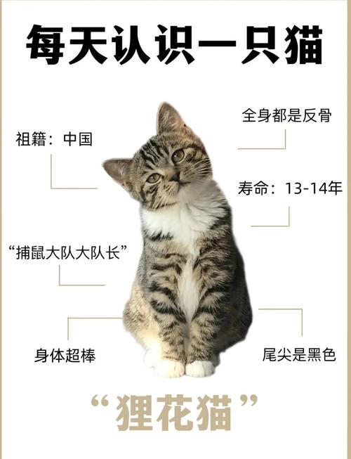 狸花猫属于中国本土猫吗(中国本土家猫代表,稳定基因与适应性)