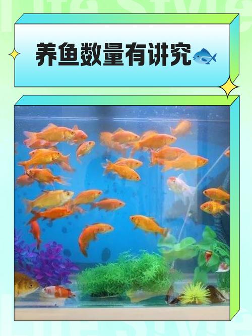 鱼塘养鱼一亩能养多少(季节与水质决定混养密度) 鱼塘养鱼一亩能养多少(季节与水质决定混养密度)