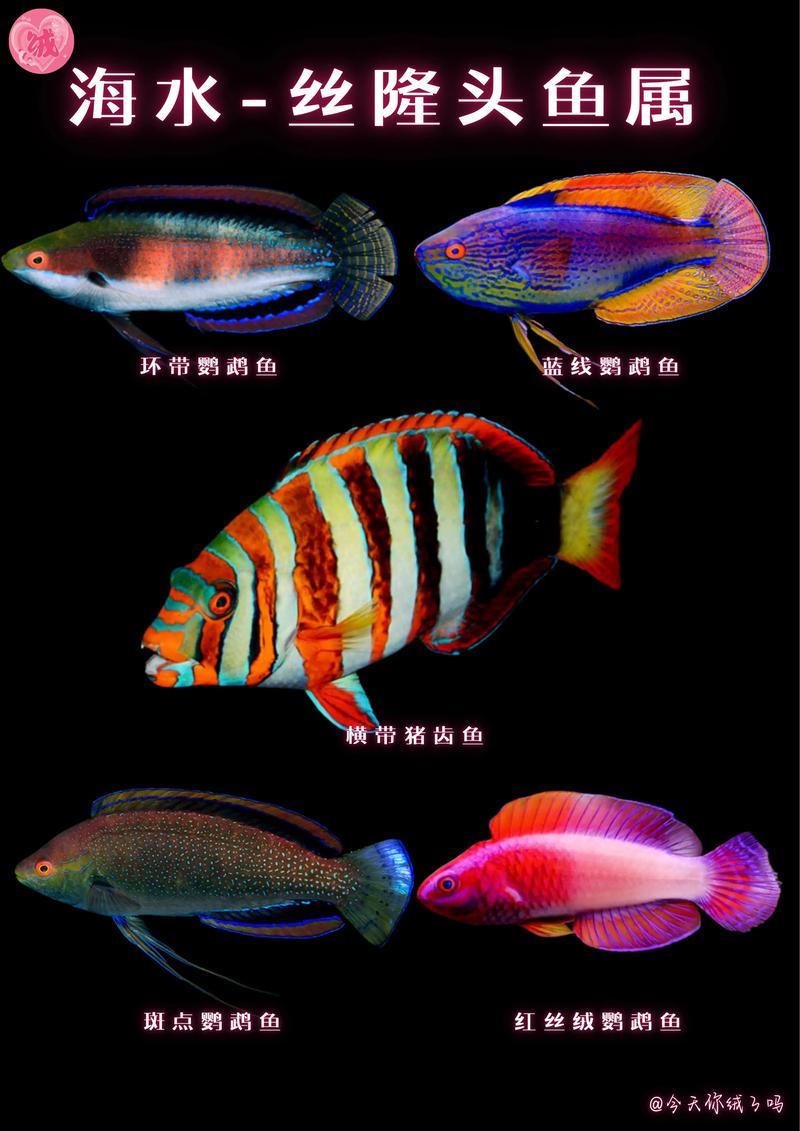 水深40厘米可以养什么鱼（小型耐环境鱼与水质要点）