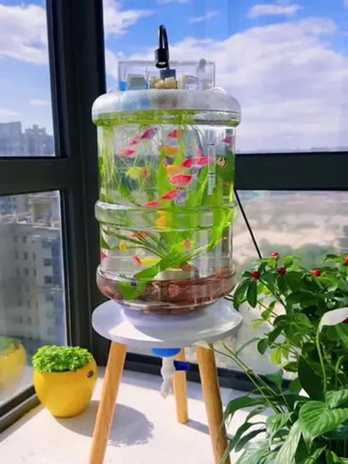 养鱼为什么不能用矿泉水（养鱼水质不是越纯越好要变成会呼吸的生态系统增氧硝化协同）