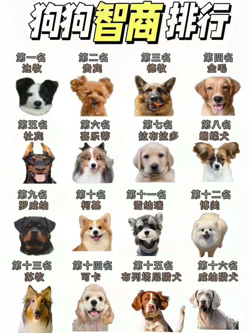 秋田犬智商排名第几（秋田犬智商与训练要点独立稳重正向激励长期投入成可信赖伙伴）