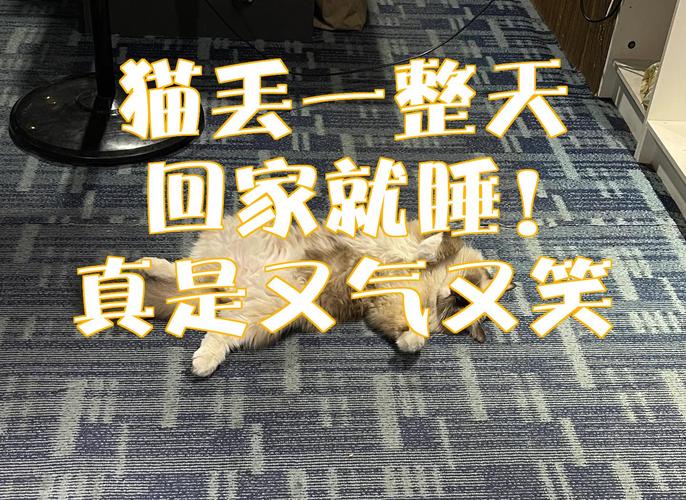 家猫丢了一般几天回家（家门口搜索气味引导定位与社区求助）