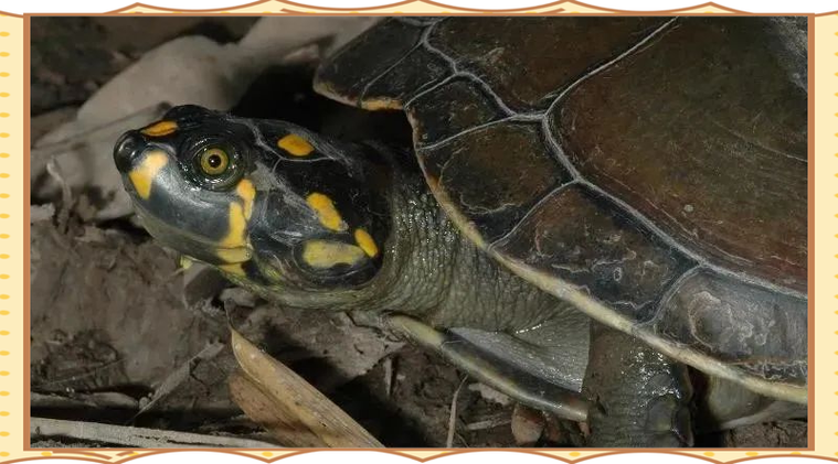 黄头侧颈龟的生活习性（水温25–30°C缓流日照）