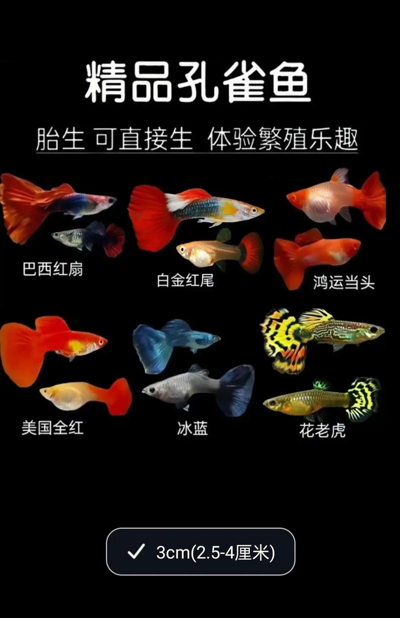 凤尾鱼如何养活（水族箱繁殖要点水温24-28度pH6.5-7.5分区喂养清洁）