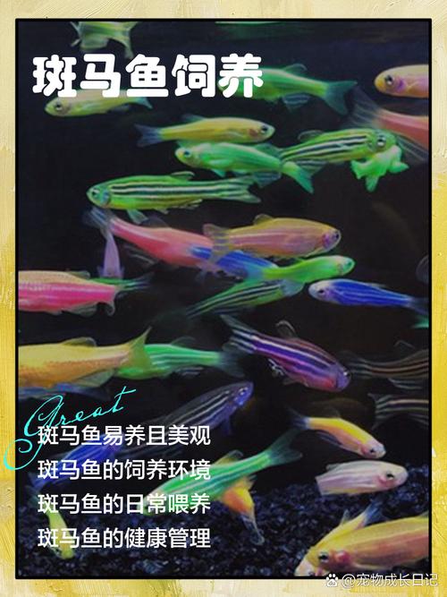 斑马鱼的饲养方法（缸≥20LpH6–7.526–28℃）