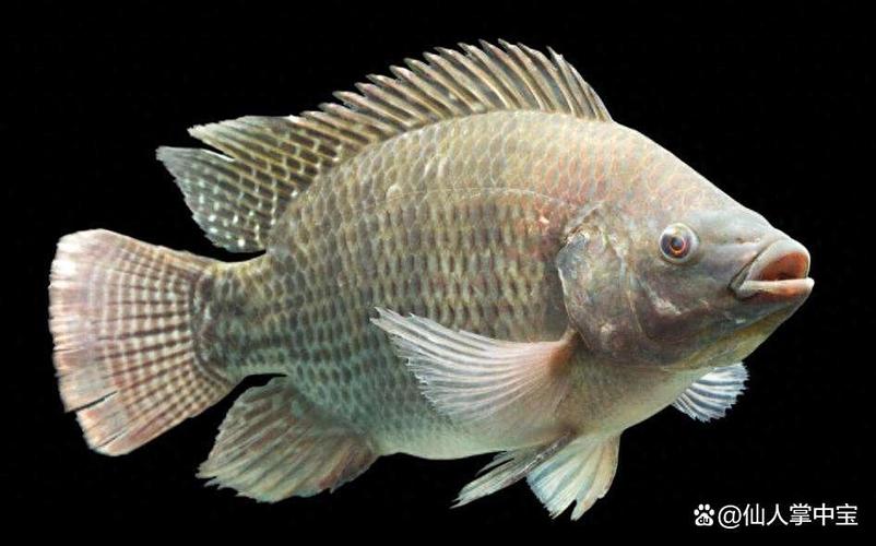 罗非鱼为什么叫垃圾鱼（罗非鱼繁殖力强引发生态压力，食品安全与产业需平衡）