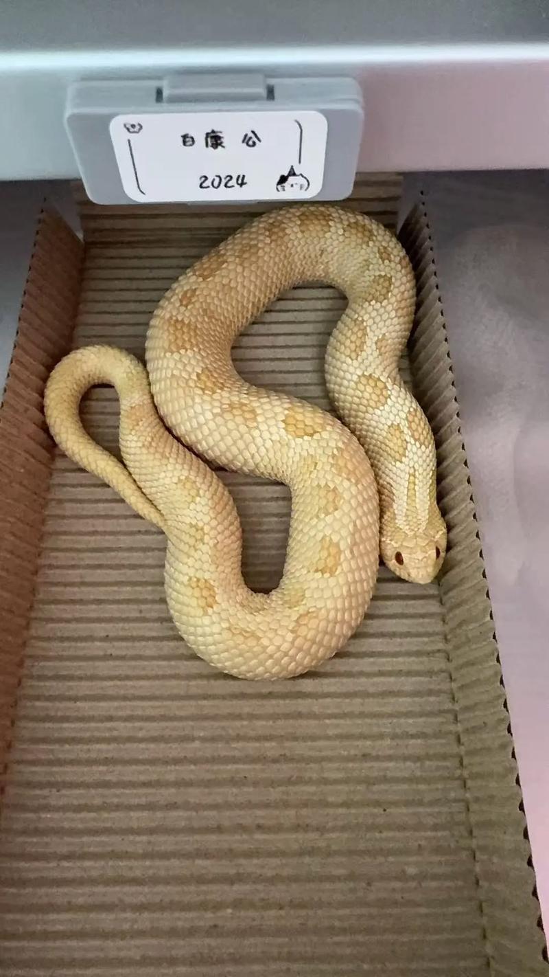 猪鼻蛇多久不吃东西会死（稳定环境定期称重与健康观察）