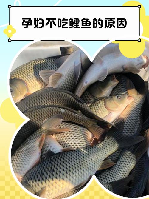 夏天甩籽的鲤鱼吃食吗(夏季鲤鱼产卵期钓法要点产前易觅食产后回稳)