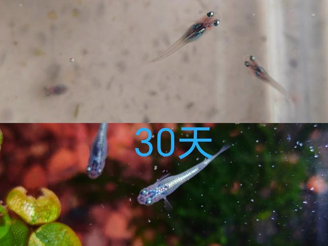 观背青鳉鱼苗多久长大（温控喂养与分箱平衡）