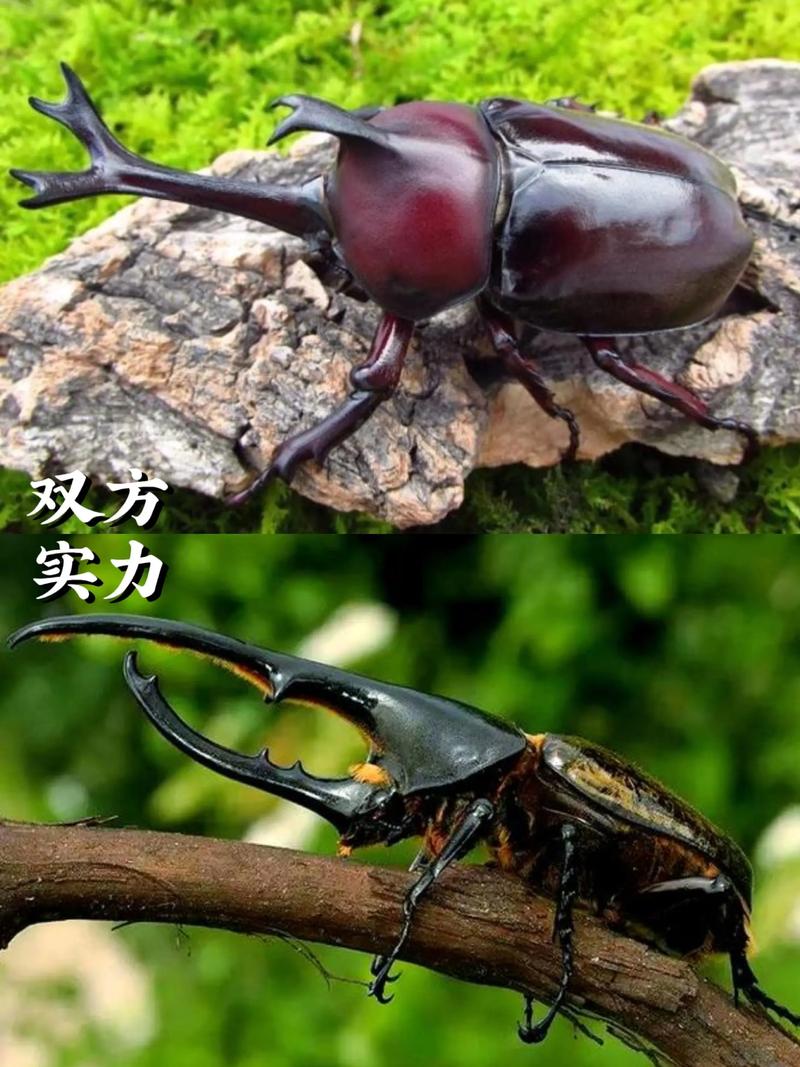 它和独角仙是同一种甲虫吗（独角仙为何有多种名字与寓意？性别辨识要点）